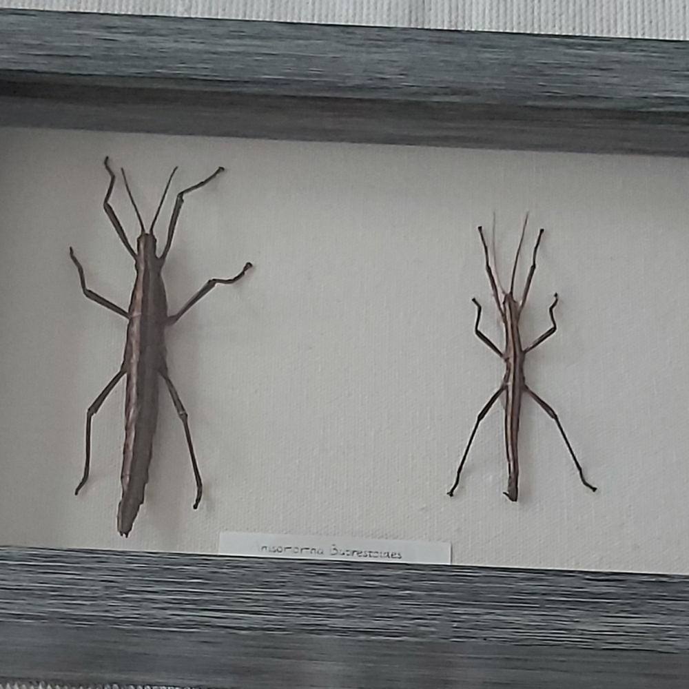 Framed Stick Insect Display